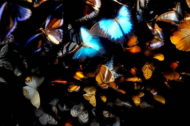istock Butterflies in the Dark 507685833