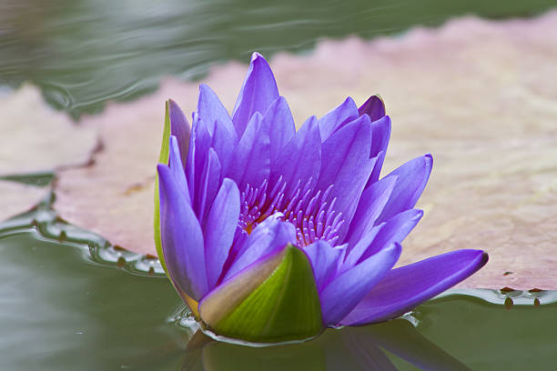 istock beautiful waterlily or lotus flower. 507685837