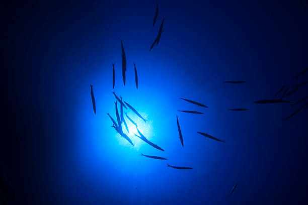 istock School of Barracuda Fish 507685971