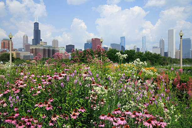 istock Chicago Illinois skyline with Sears tower and flowers 507686131