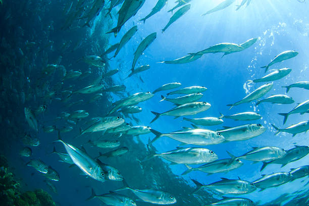 School of Bigeye Trevally fish Trevally fish also known as Jackfish caranx stock pictures, royalty-free photos & images