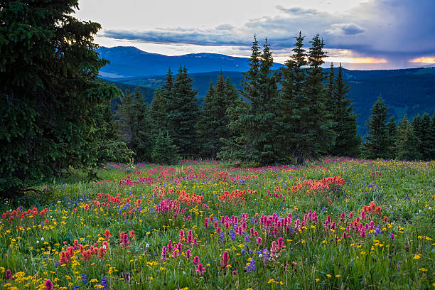 istock Wildflowers in the Gore Range 507686675