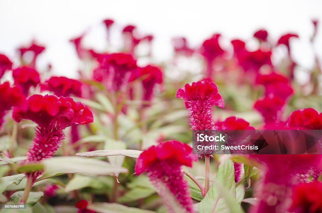 Celosia rossa o fiori di lana o cresta di gallo fiori - Foto stock royalty-free di Ambientazione esterna