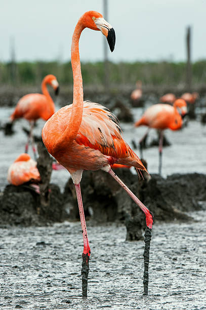 istock American Flamingos 507687262