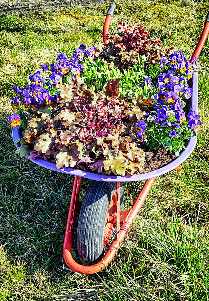 istock flowers in an old cart 507687317