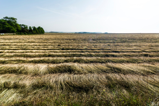 flax field on the french coast. Using the sun for drying the flax in this field