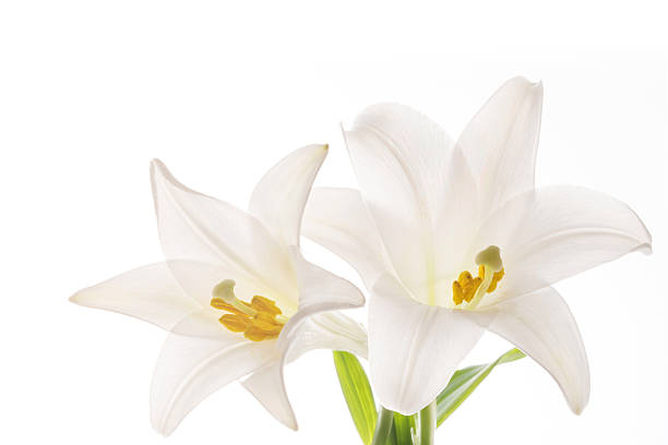 istock The lilies of a white background 507687674