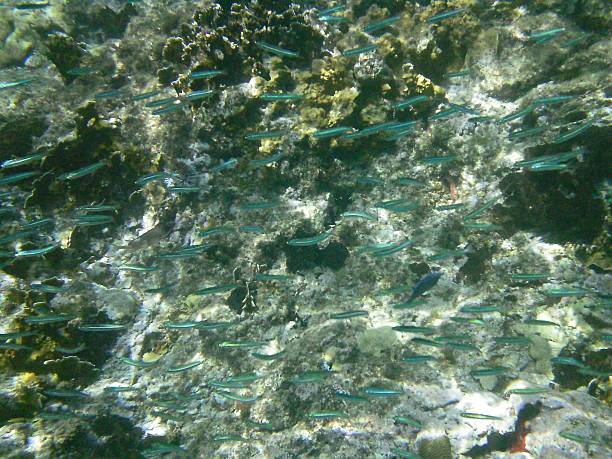 istock School of Fish Underwater 507687965