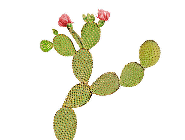 istock Opuntia cactus isolated on white background 507688226