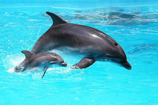 Dolphin con un bebé flotando en el agua - foto de stock