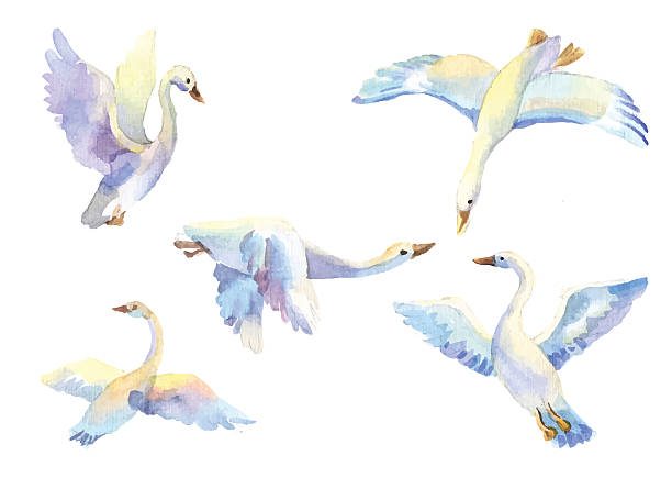 Vector Set Of Swan Silhouettes Vector Art Graphics Freevector Com