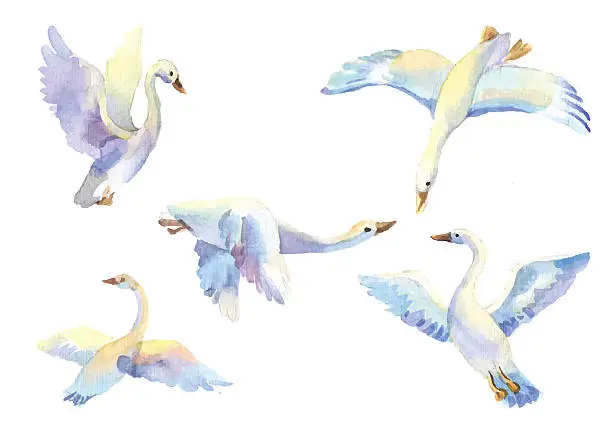 Vector illustration of set of flying swans in watercolor. Hand drawn elements