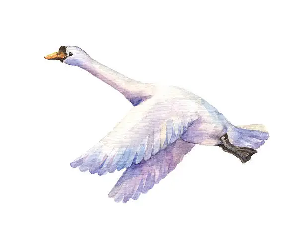 Vector illustration of flying goose watercolor