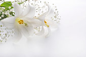 Ｌｉｌｉｅｓ and others in a white background