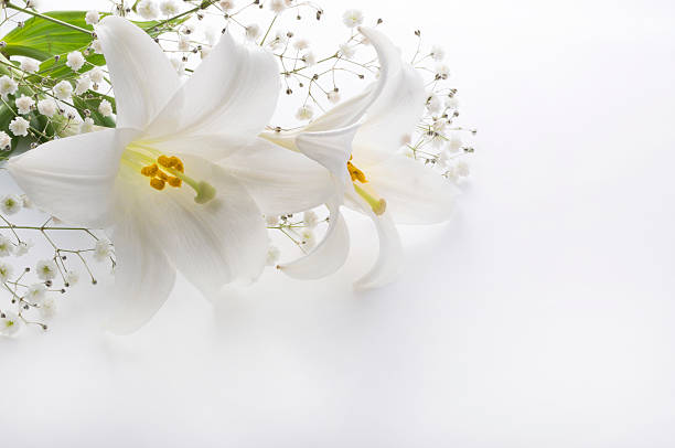 Ｌｉｌｉｅｓ and others in a white background Ｌｉｌｉｅｓ and others　are  on white table top lily photos stock pictures, royalty-free photos & images