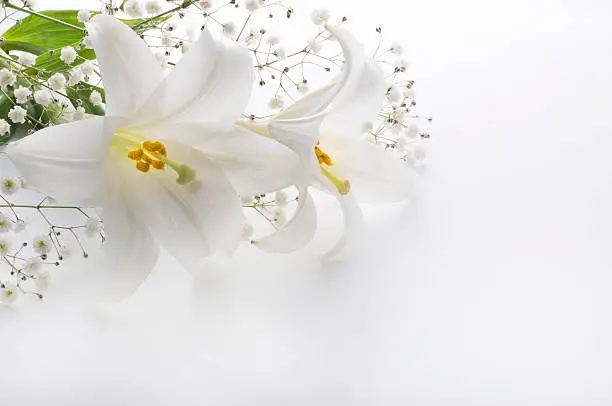 Photo of Ｌｉｌｉｅｓ and others in a white background