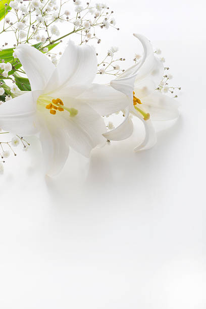 istock Lilies and others are on white table 507690130