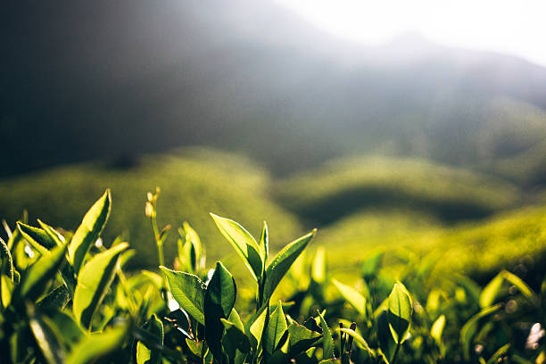 plantação de chá na índia - munnar imagens e fotografias de stock