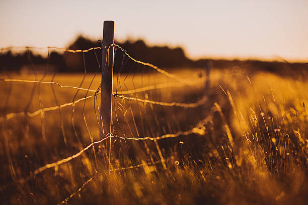 istock Grass field landscape in meadow during sunrise 507690834