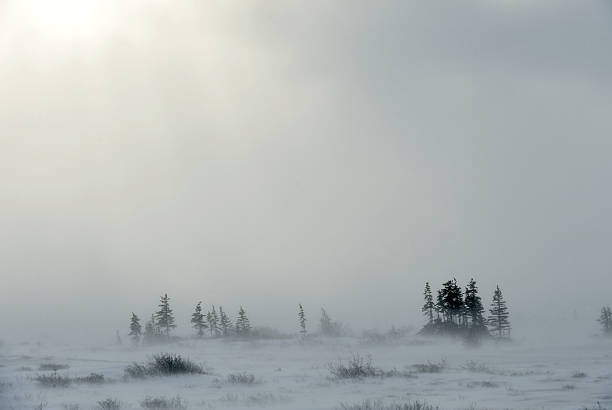 schneesturm im "tundra" landschaft mit bäumen. - forest tundra stock-fotos und bilder