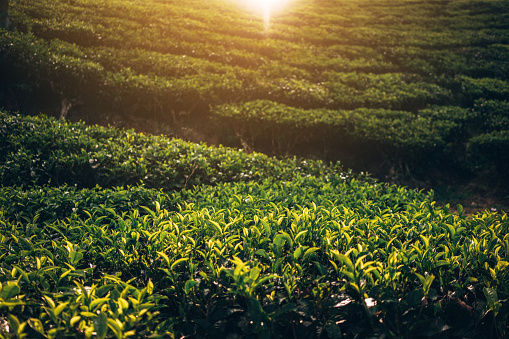 Tea plantation in Munnar, India 