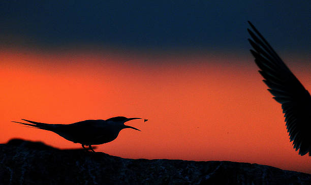 istock Silhouette of Common Terns on red sunset Sky. 507691518