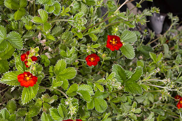 Potentilla nepalensis (family: Rosaceae). East Asia Potentilla nepalensis (family: Rosaceae). East Asia. Common name: cinquefoil. potentilla anserina stock pictures, royalty-free photos & images