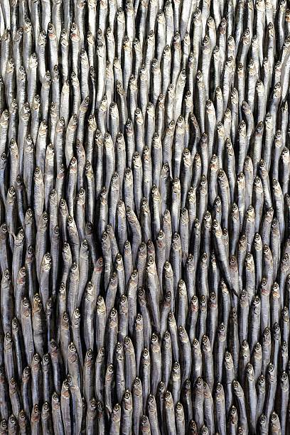 anchovies