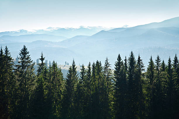 berg landschaft mit bäumen - forest tundra stock-fotos und bilder