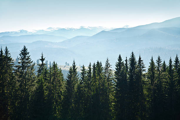 山の風景に囲まれての木 - european alps carpathian mountain range evergreen tree tree ストックフォトと画像