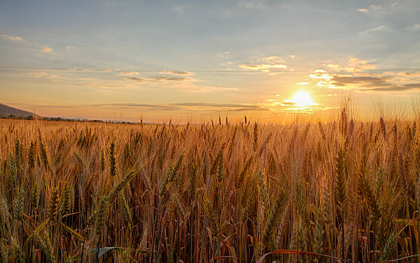 sonnenuntergang über wheat field. - monoculture summer plants nature stock-fotos und bilder