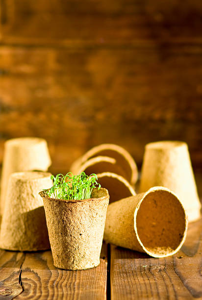 istock Potted seedlings growing in biodegradable peat moss pots 507692596
