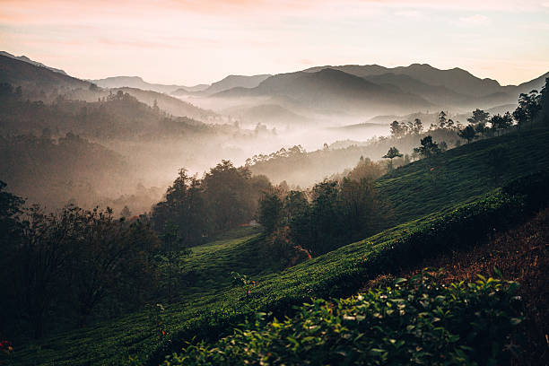 istock Tea plantation in India 507706030