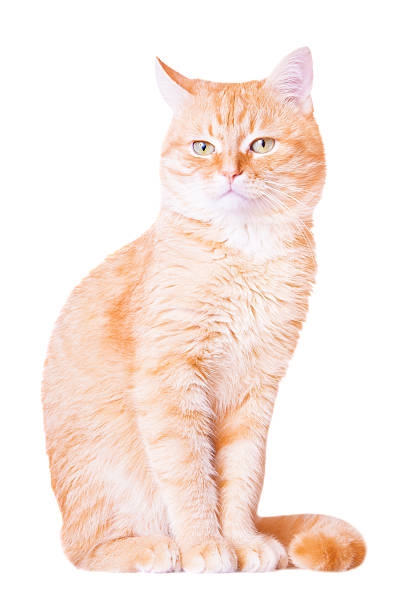 istock Pretty red young cat isolated on white 507706246