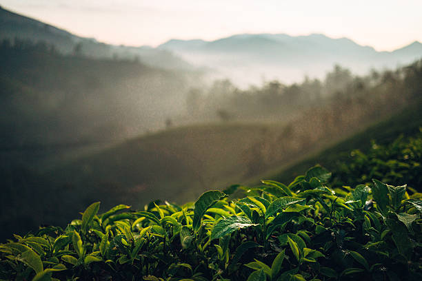 istock Tea plantation in India 507706268