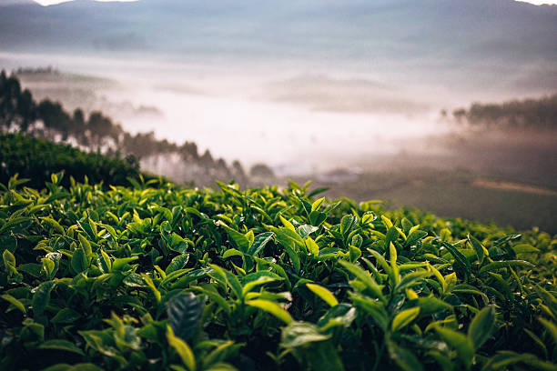 istock Tea plantation in India 507706450