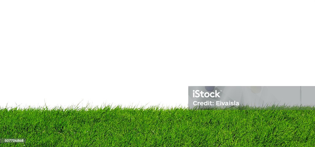 Green Grass Green gras, isolated on white with copy space. Nature backgrounds. Grass Stock Photo