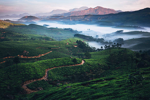 istock Tea plantation in India 507707166