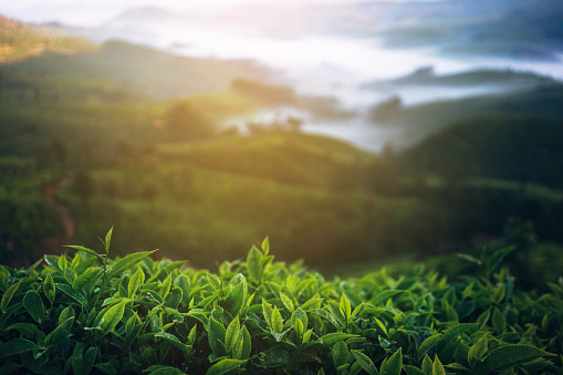 Tea plantation in Munnar, India 