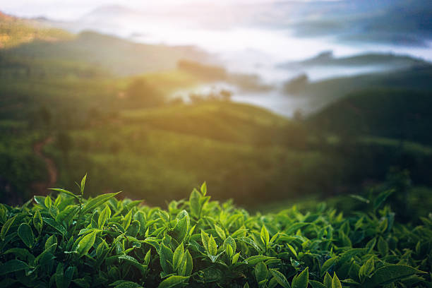 plantação de chá na índia - munnar imagens e fotografias de stock