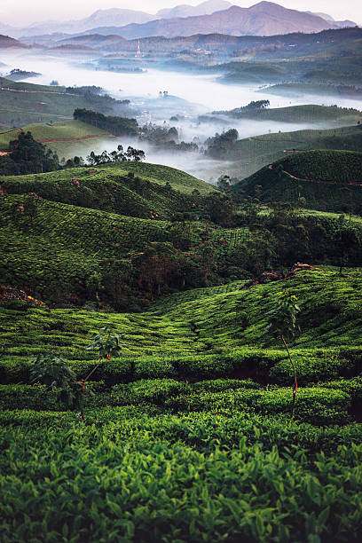 plantación de té en la india - kerala fotografías e imágenes de stock