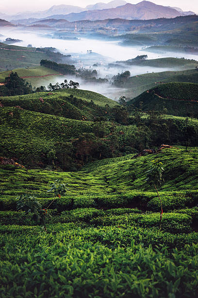 plantação de chá na índia - munnar imagens e fotografias de stock