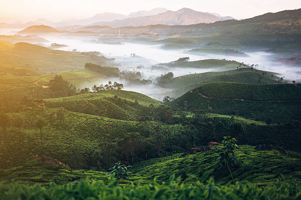 Tea plantation in India