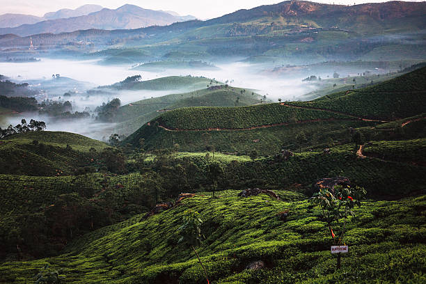 istock Tea plantation in India 507707606