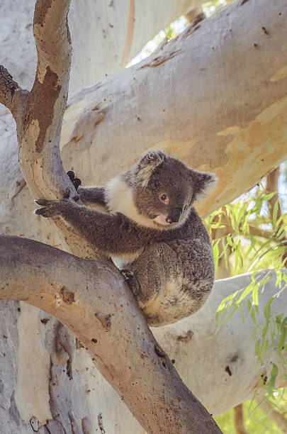 istock Cute Koala sits on eucalyptus tree Australian bush wildlife anim 507708518