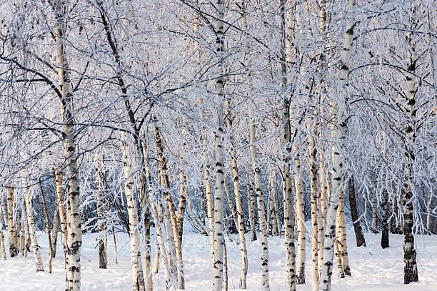 берез�овая роща зимой с белым снегом и иней - берёзовая роща фотографии стоковые фото и изображения