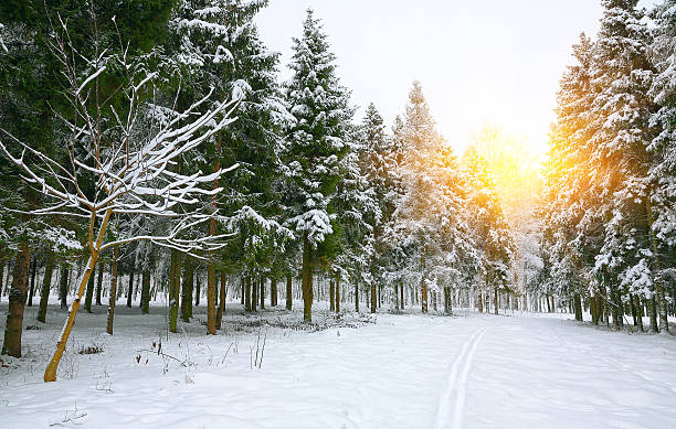 istock Beautiful winter landscape with snow covered trees 507709908