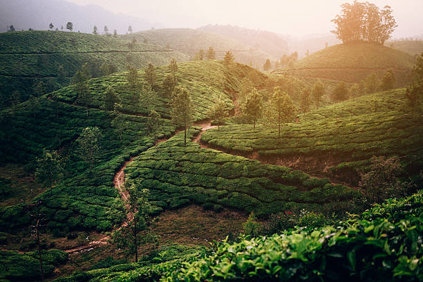 istock Tea plantation in India 507710546