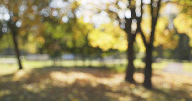 istock blurred background of autumn park 507710876