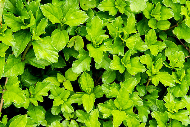 istock green leaves nature background 507713246